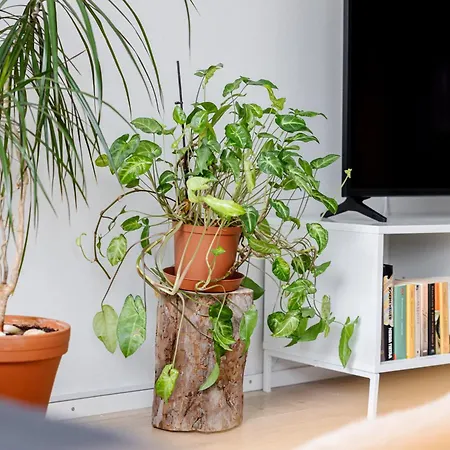Ydinkeskustan Designkaksio Appartement *